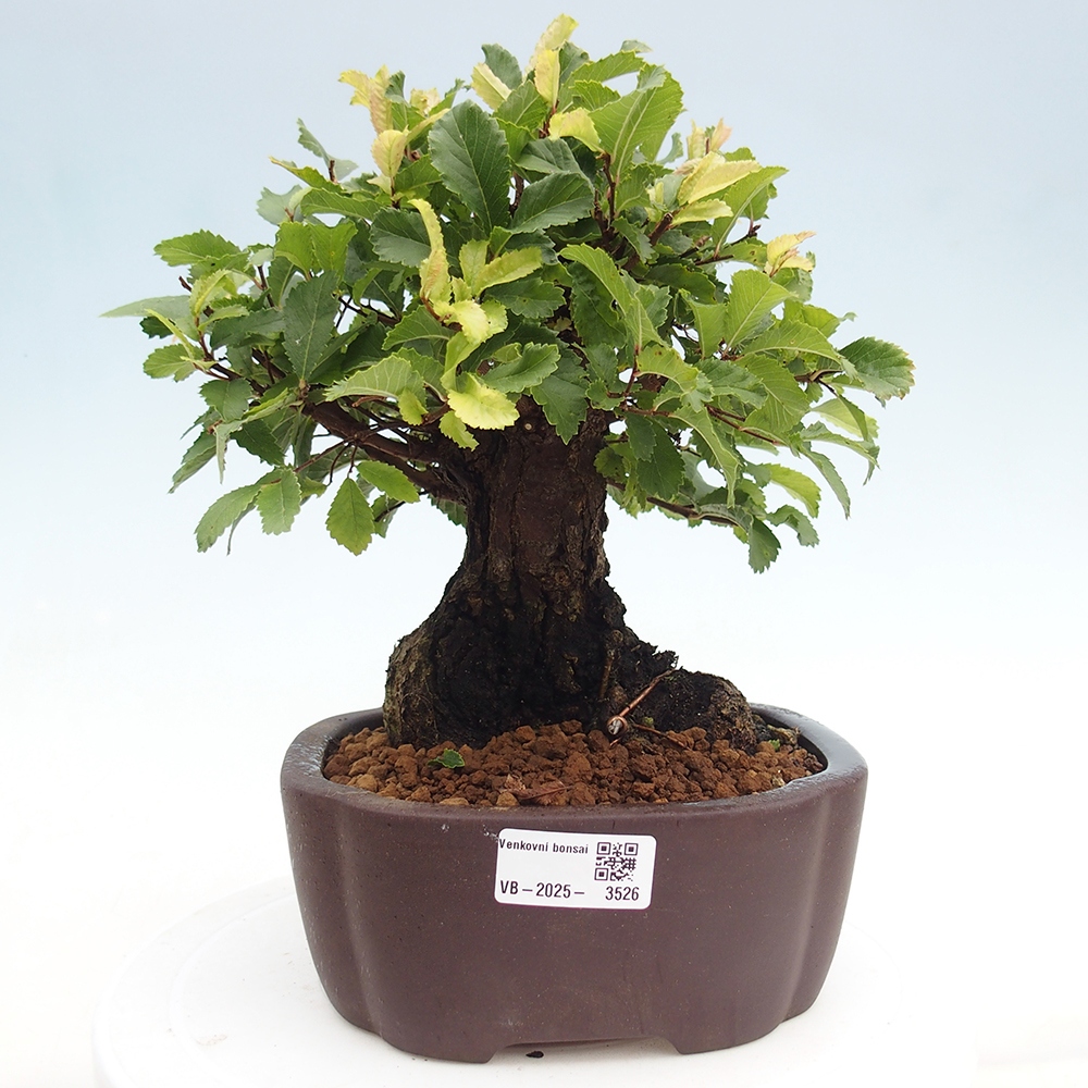 Vonkajšie bonsai - Zelkova - Zelkova serrata