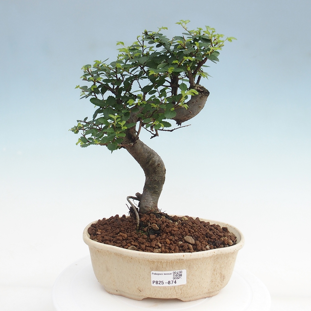 Izbová bonsai - Ulmus parvifolia - Malolistý brest