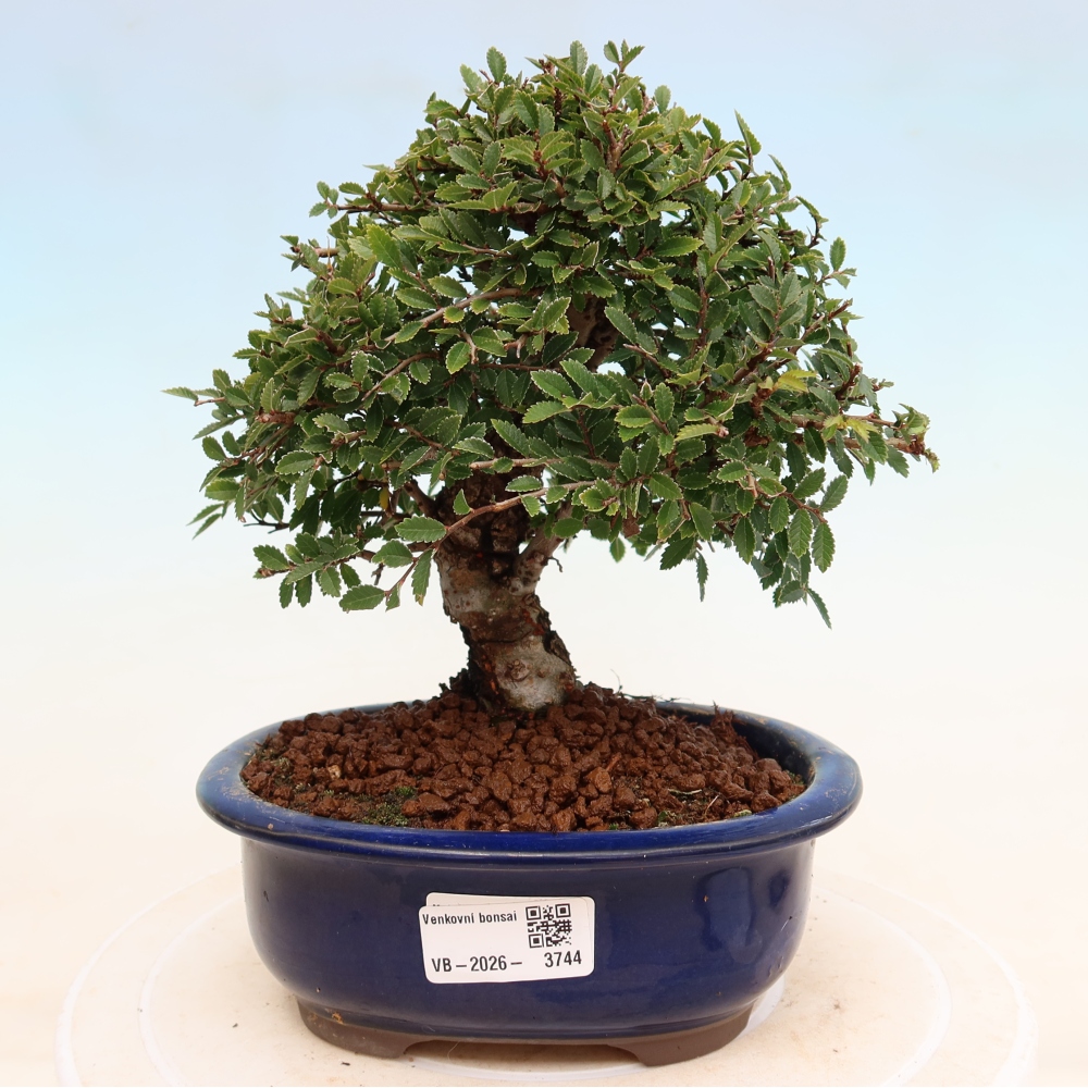 Vonkajšie bonsaje - Zelkova - Zelkova NIRE