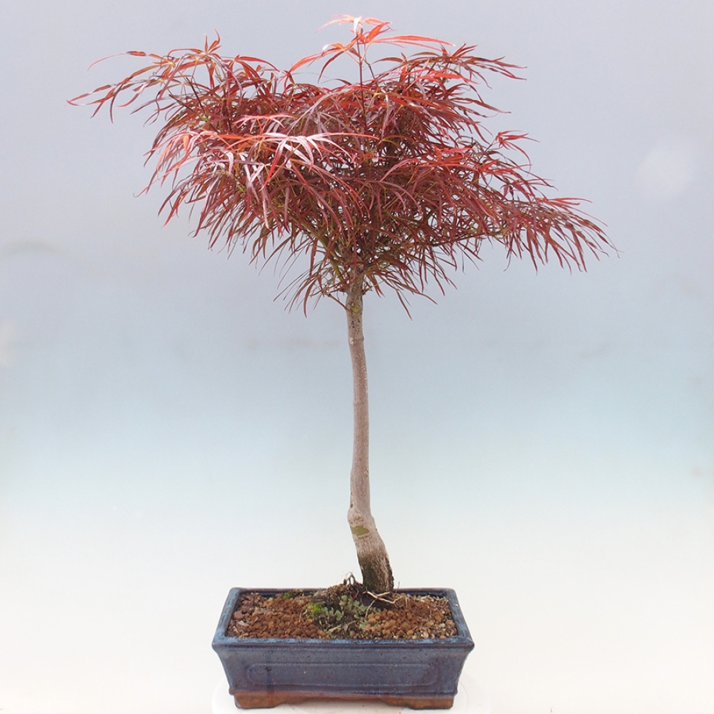 Vonkajší bonsai - Javor dlanitolistý - Acer palmatum RED PYGMY