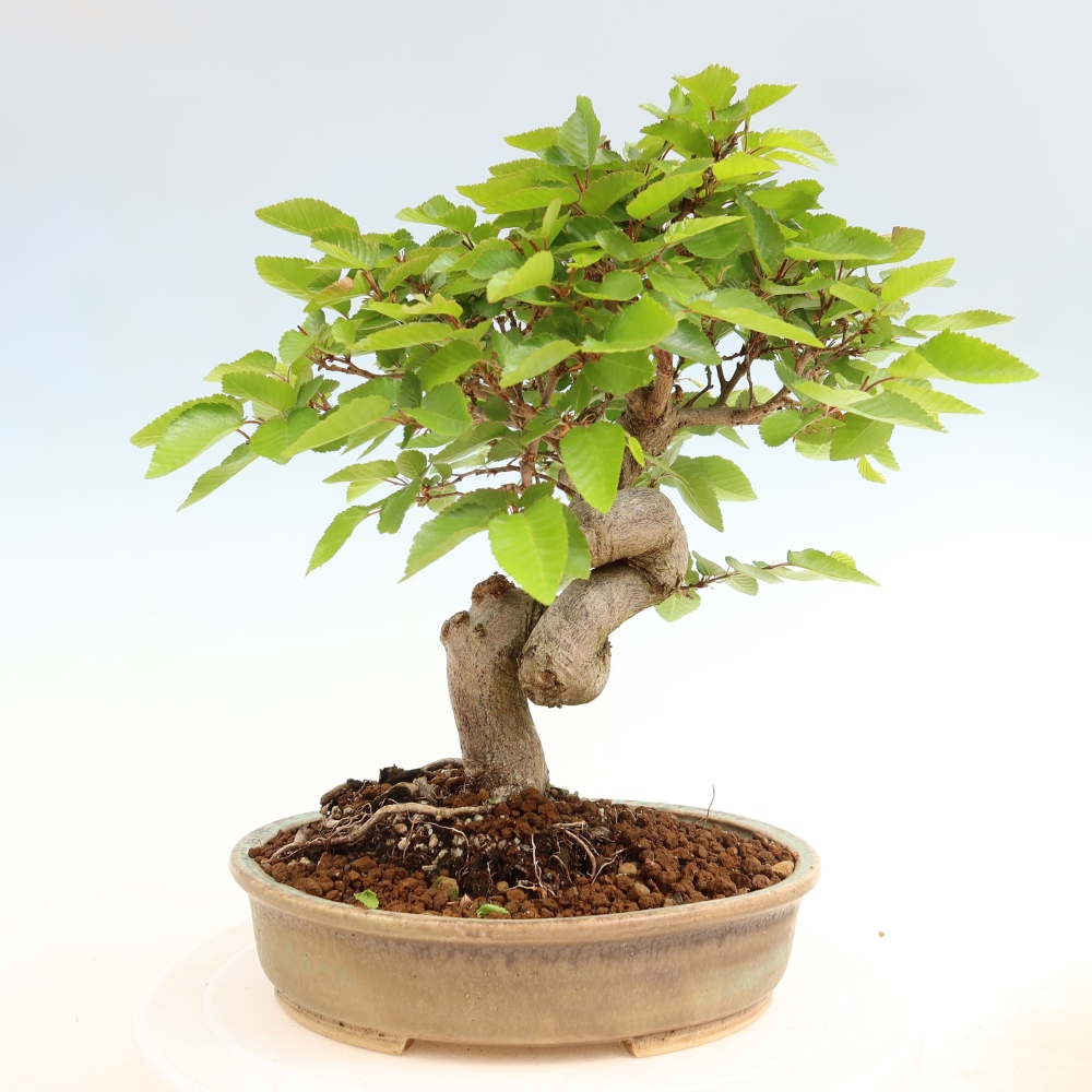 Vonkajší bonsaj -Carpinus coreana - Hrab kórejský