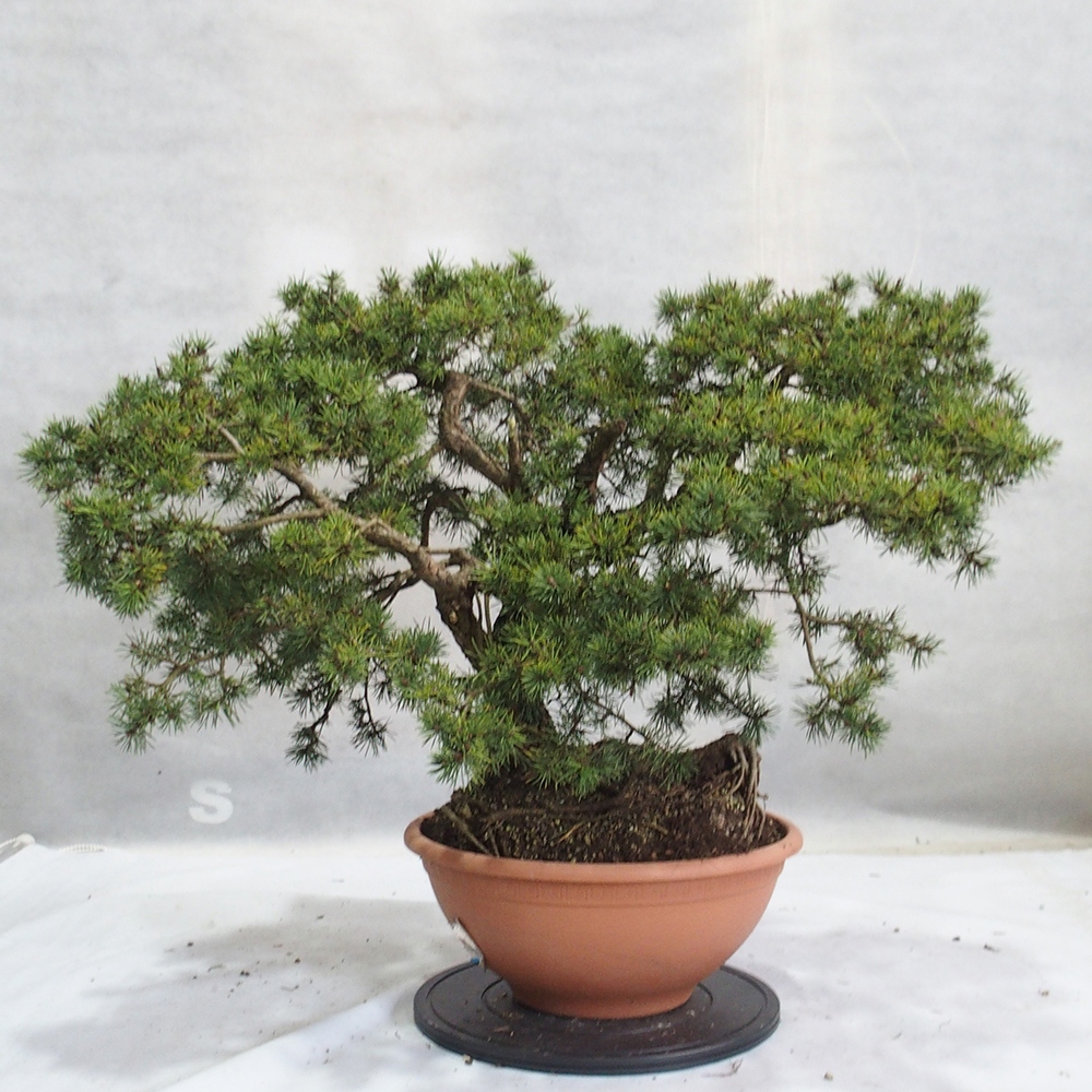 Yamadori - Pinus sylvestris 
