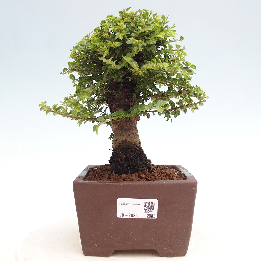 Vonkajší bonsai - Ulmus parvifolia Hokkaido - brest Čínsky