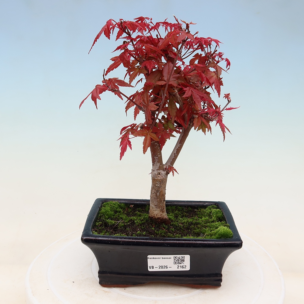 Vonkajší bonsaj - Acer palmatum DESHOJO