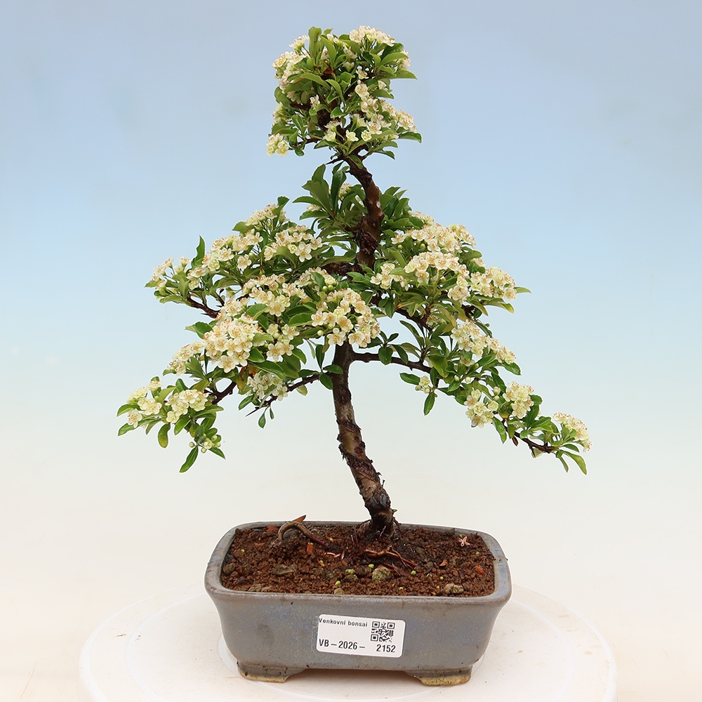 Vonkajší bonsai – Pyracantha teton – Hlohovec šarlátový
