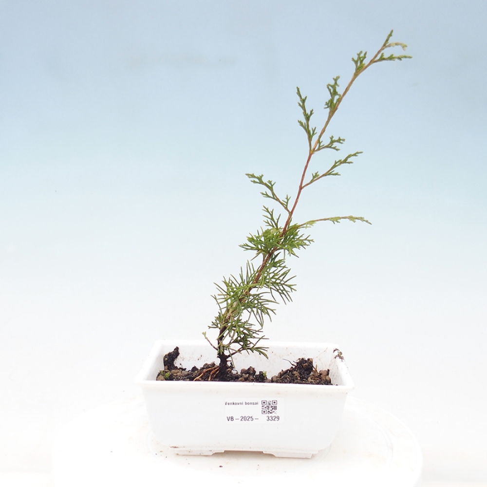 Vonkajší bonsai - Juniperus chinensis Itoigawa -Jalovec čínsky