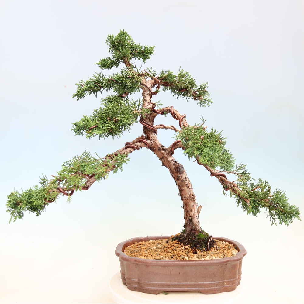 Vonkajší bonsaj - Juniperus chinensis Kishu