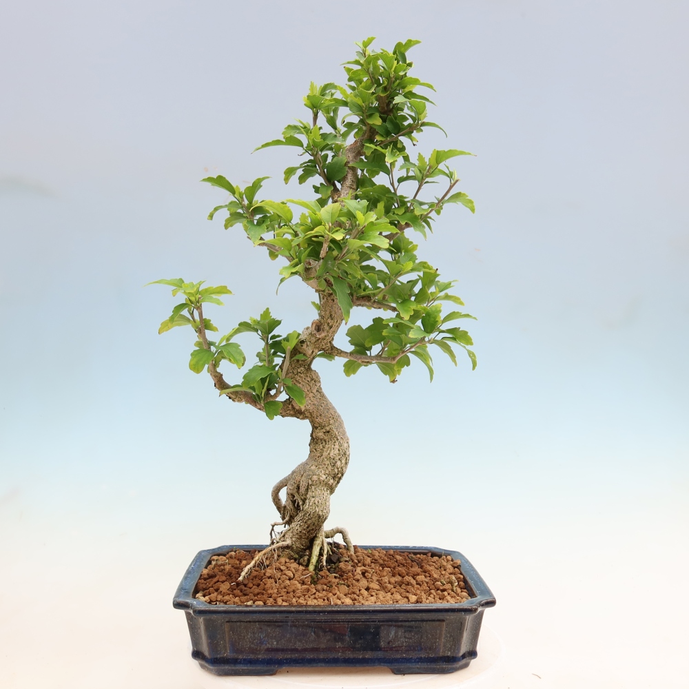 Vonkajší bonsai – Hibiscus syriacus – ibištek sýrsky