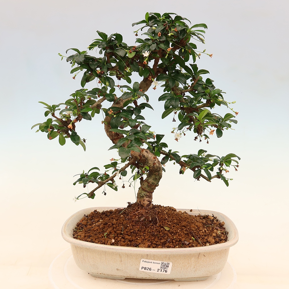 Izbové bonsaje - Carmona macrophylla - Tea fuki