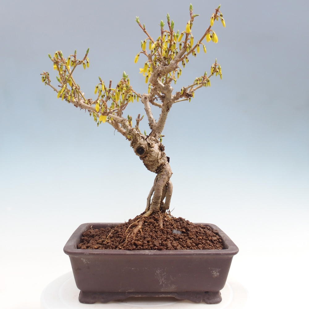 Vonkajšie bonsaje - Zlatice - Forsythia koreana