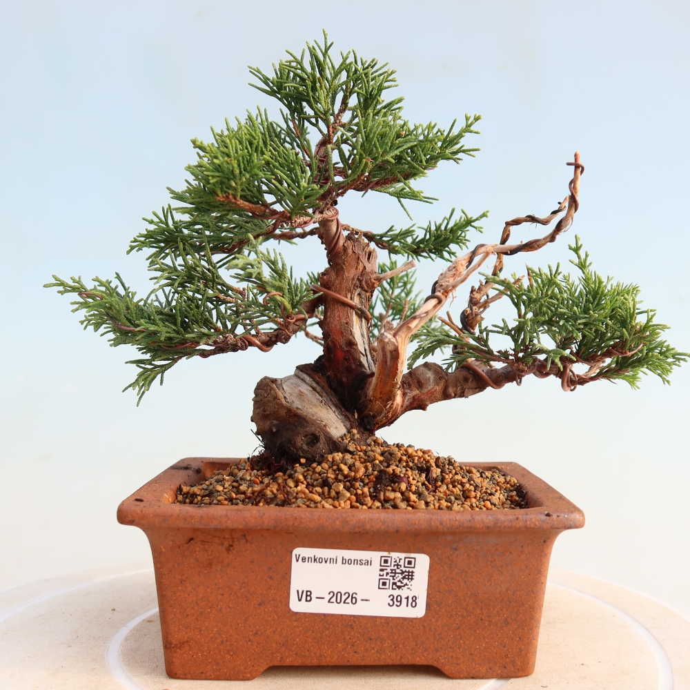 Vonkajší bonsai - Juniperus chinensis Itoigawa -Jalovec čínsky