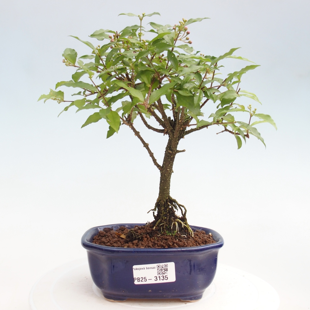 Izbová bonsai - Malpighia coccigera- Barbdorská čerešňa