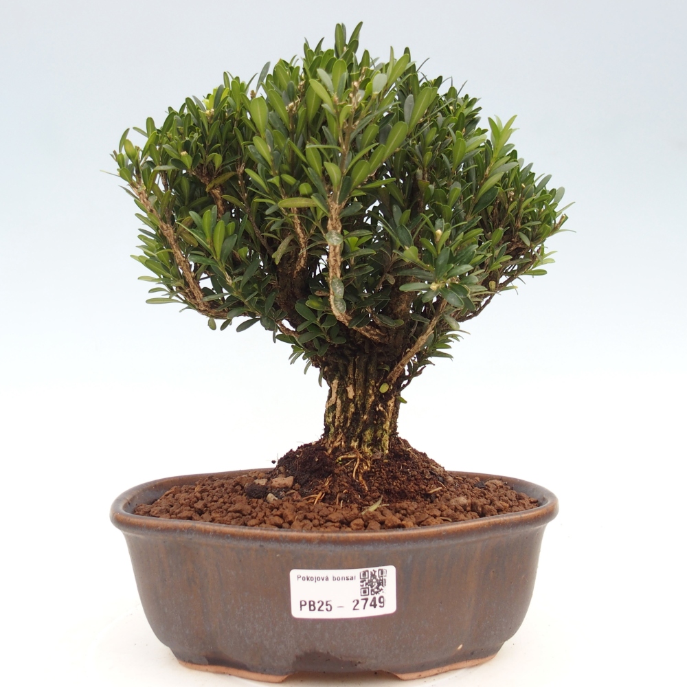 Izbová bonsai - Buxus harlandii - korkový buxus