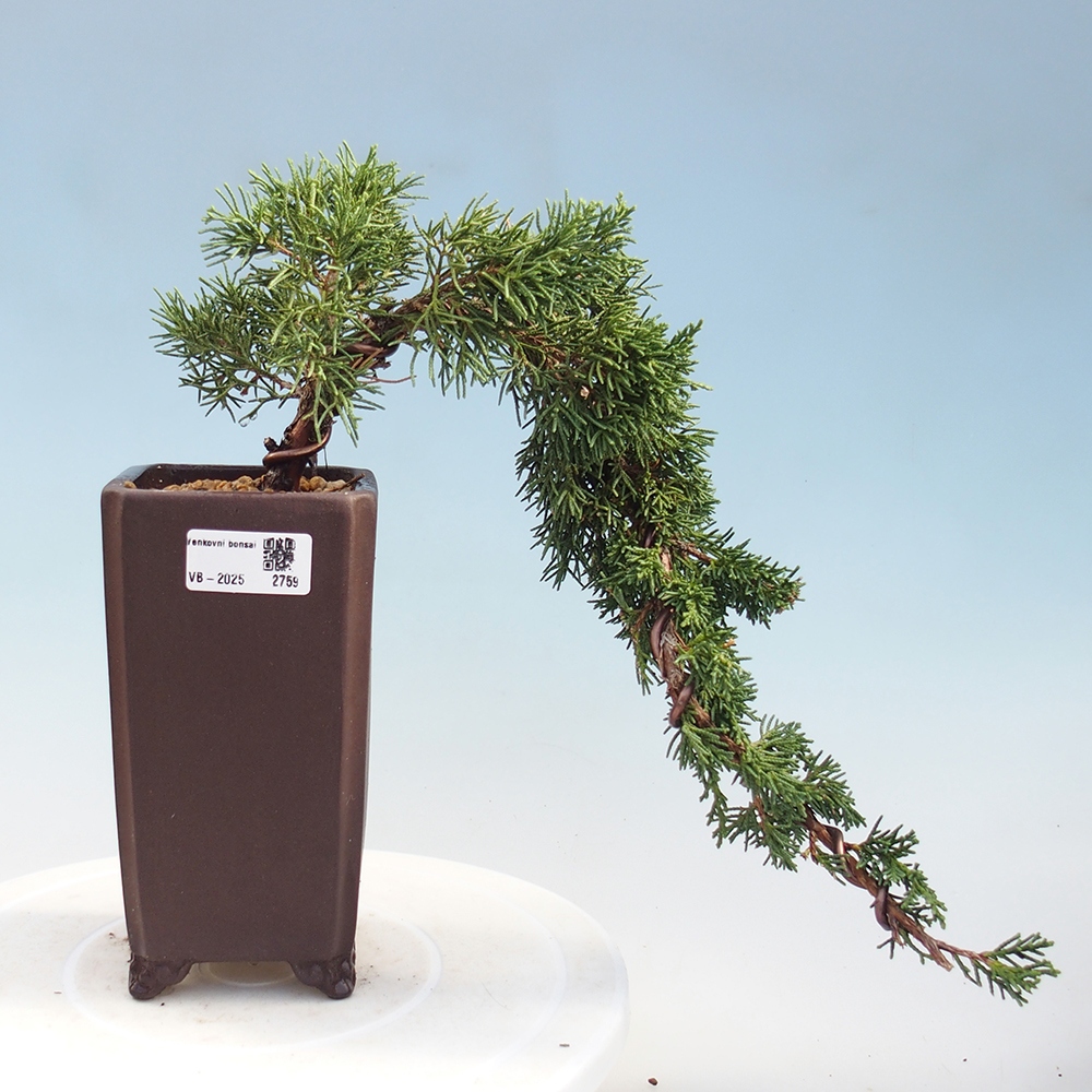 Vonkajší bonsai - Juniperus chinensis Kishu -Jalovec čínsky