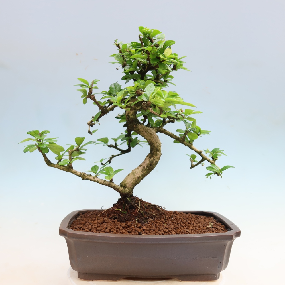 Izbové bonsaje - Carmona macrophylla - Tea fuki