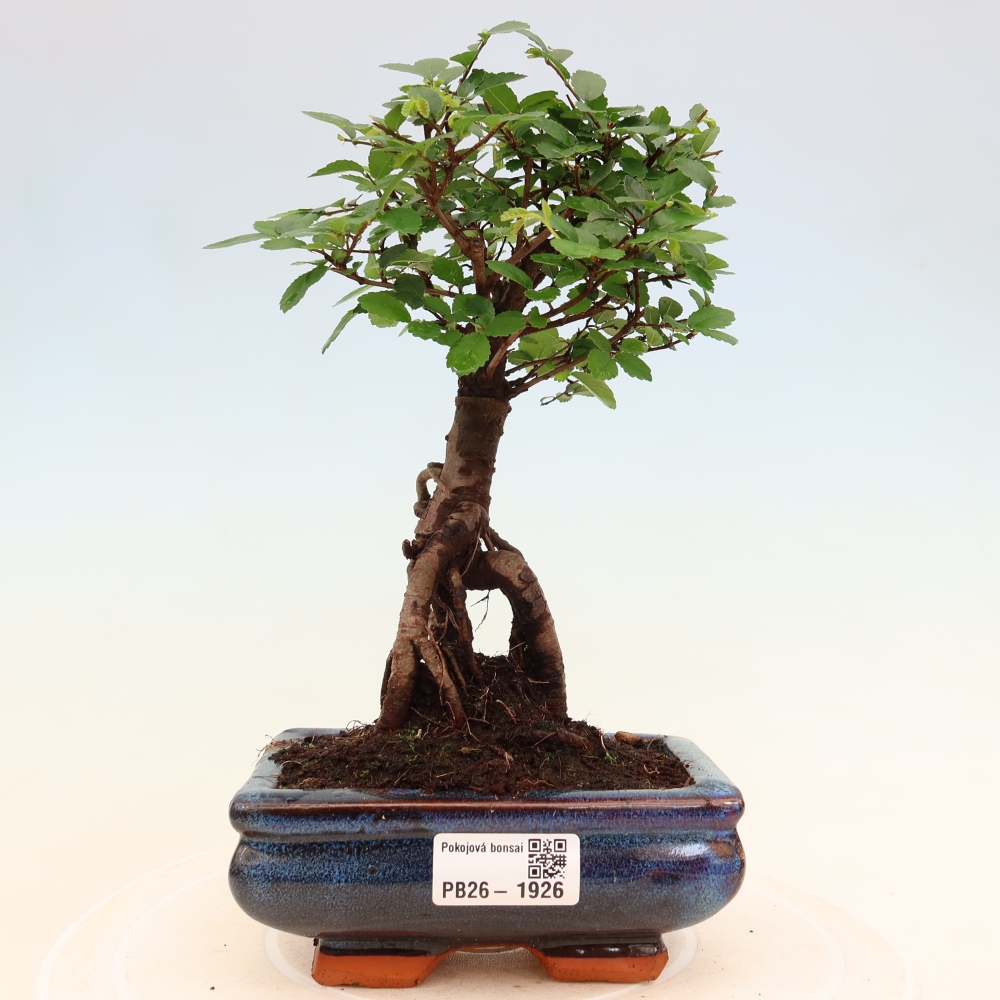 Izbový bonsaj - Ulmus parvifolia - brest malolistý