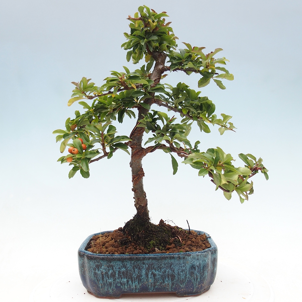 Vonkajšie bonsaje-Pyracantha Teton -Hlox