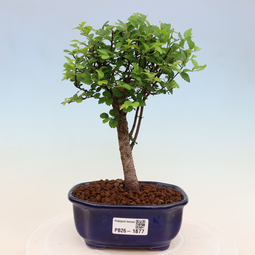 Izbový bonsaj - Ulmus parvifolia - brest malolistý