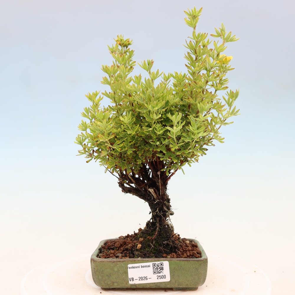 Vonkajšie bonsaje - Potentila fruticosa
