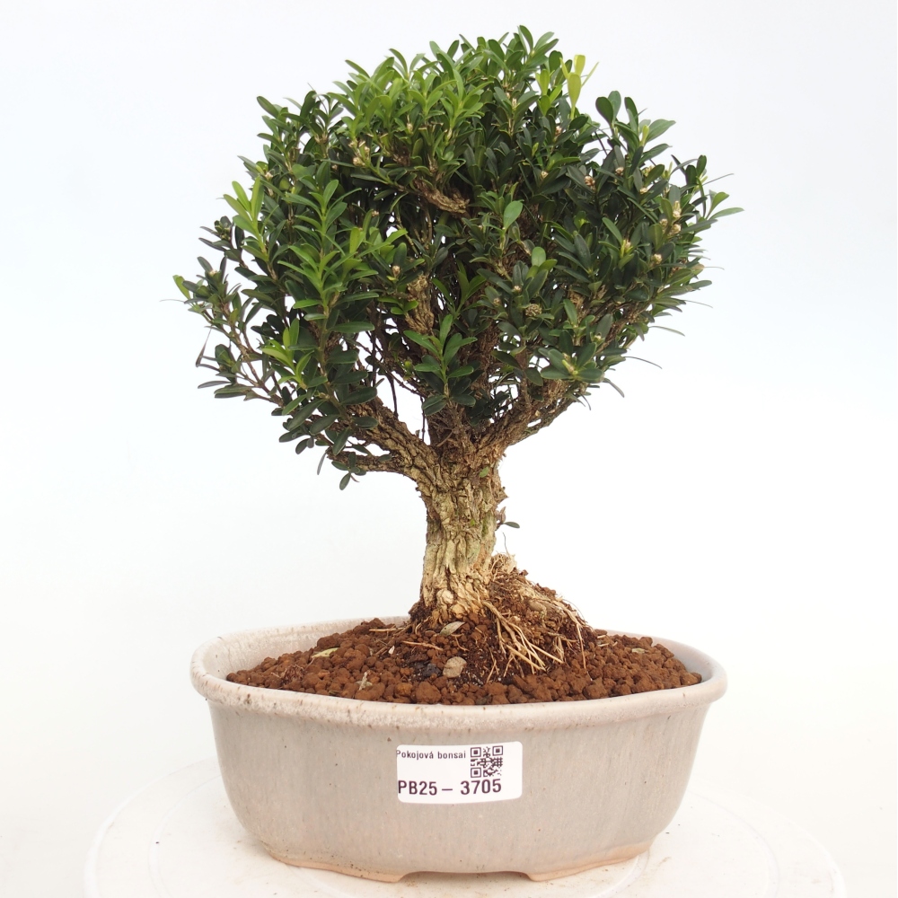 Izbová bonsai - Buxus harlandii - korkový buxus