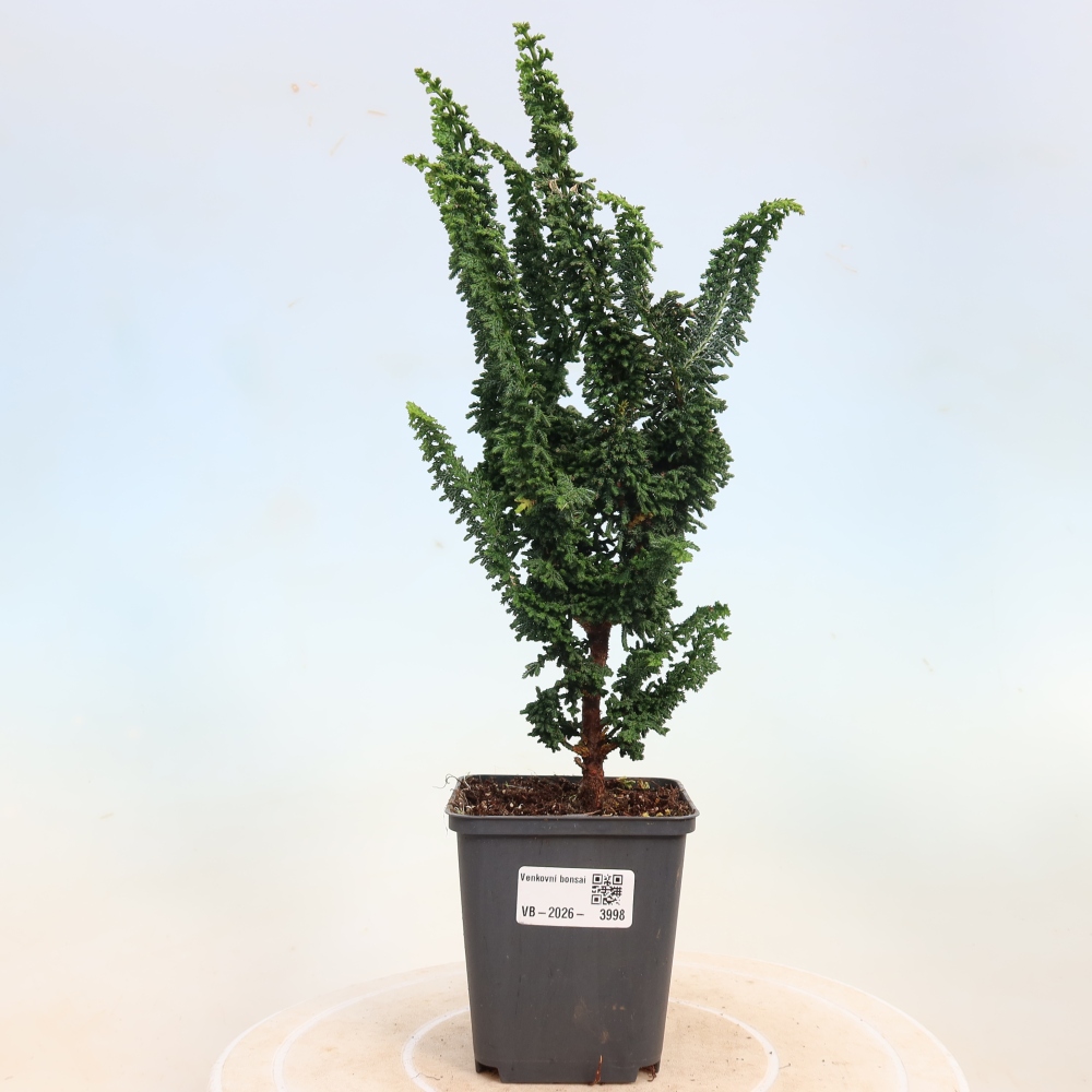 Vonkajší bonsaj - Cham. obtusa SEKKA HINOKI - Cypruštek