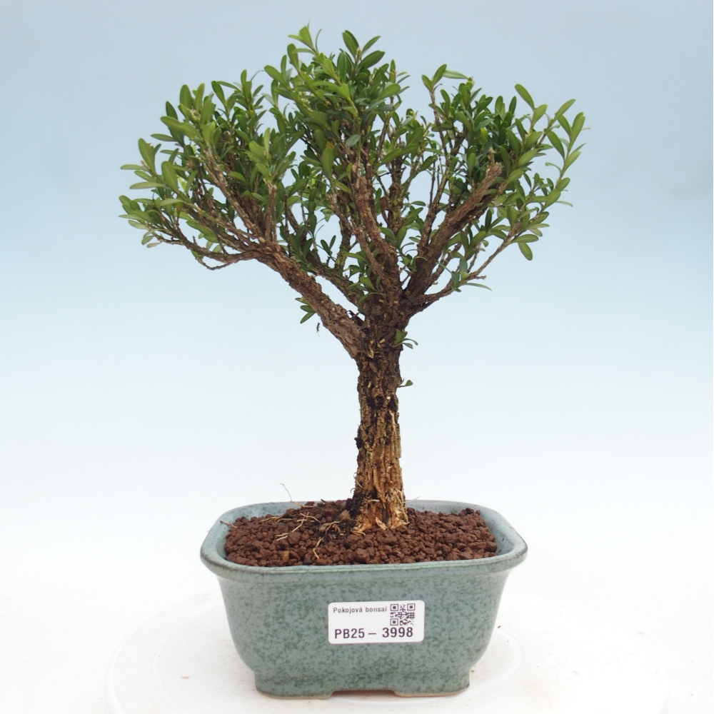Izbové bonsaje - Buxus harlandii - korkový buxus