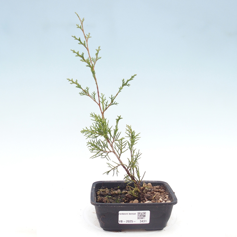 Vonkajší bonsaj - Juniperus chinensis Itoigawa