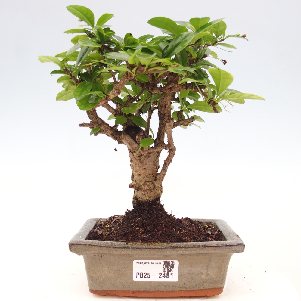 Izbová bonsai - Carmona macrophylla - Čaj fuki