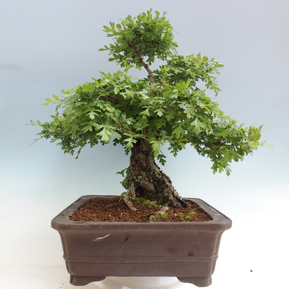 Vonkajší bonsai - Hloh - Crataegus monogyna