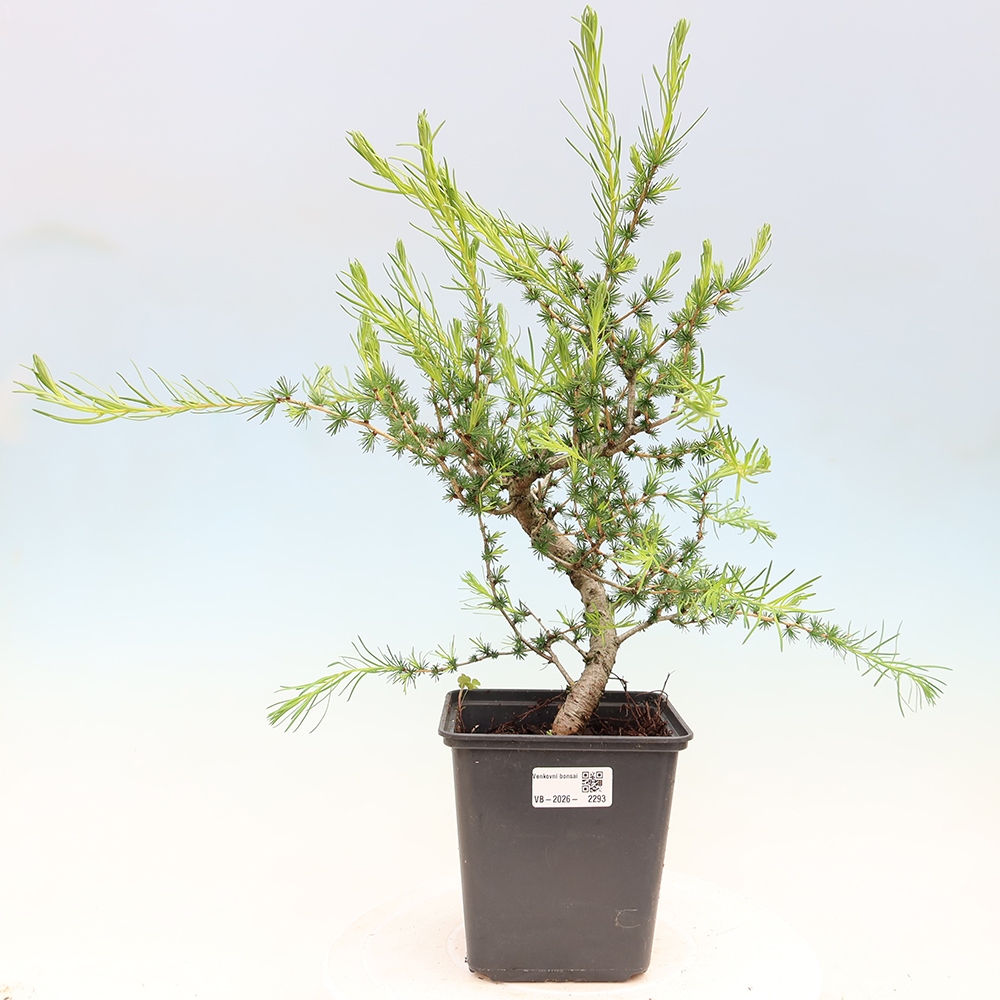 Vonkajšie bonsaje -Larix decidua - Smrekovec