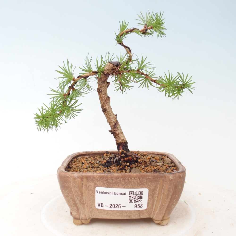 Vonkajšie bonsaje - Larix Kaempferi - Japonský smrekovec