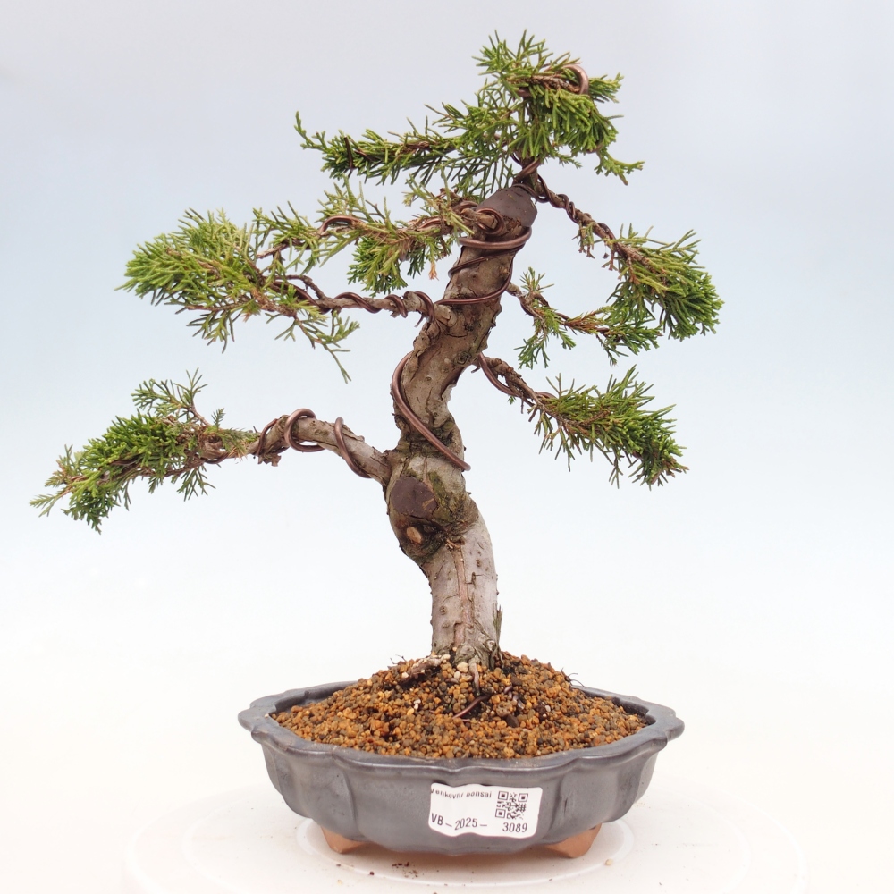 Vonkajší bonsai - Juniperus chinensis Itoigawa -Jalovec čínsky