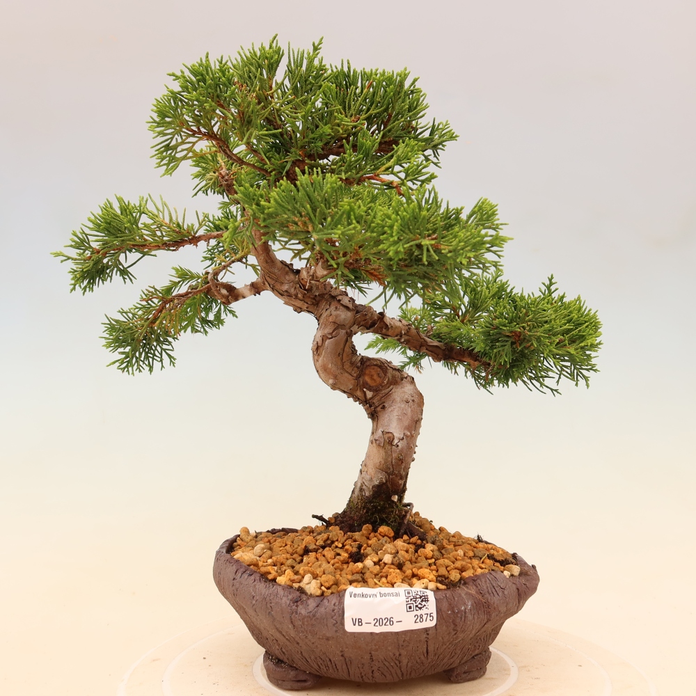 Vonkajší bonsaj - Juniperus chinensis Itoigawa
