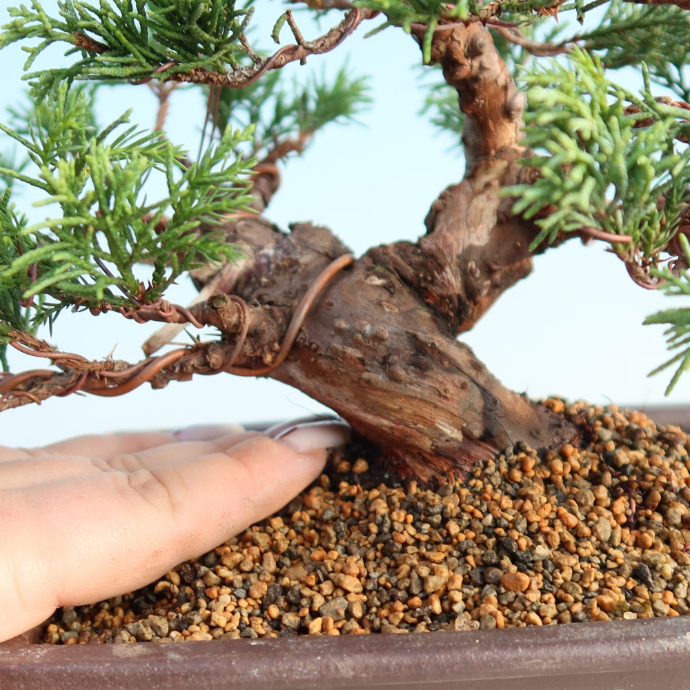 Vonkajší bonsai - Juniperus chinensis Itoigawa -Jalovec čínsky