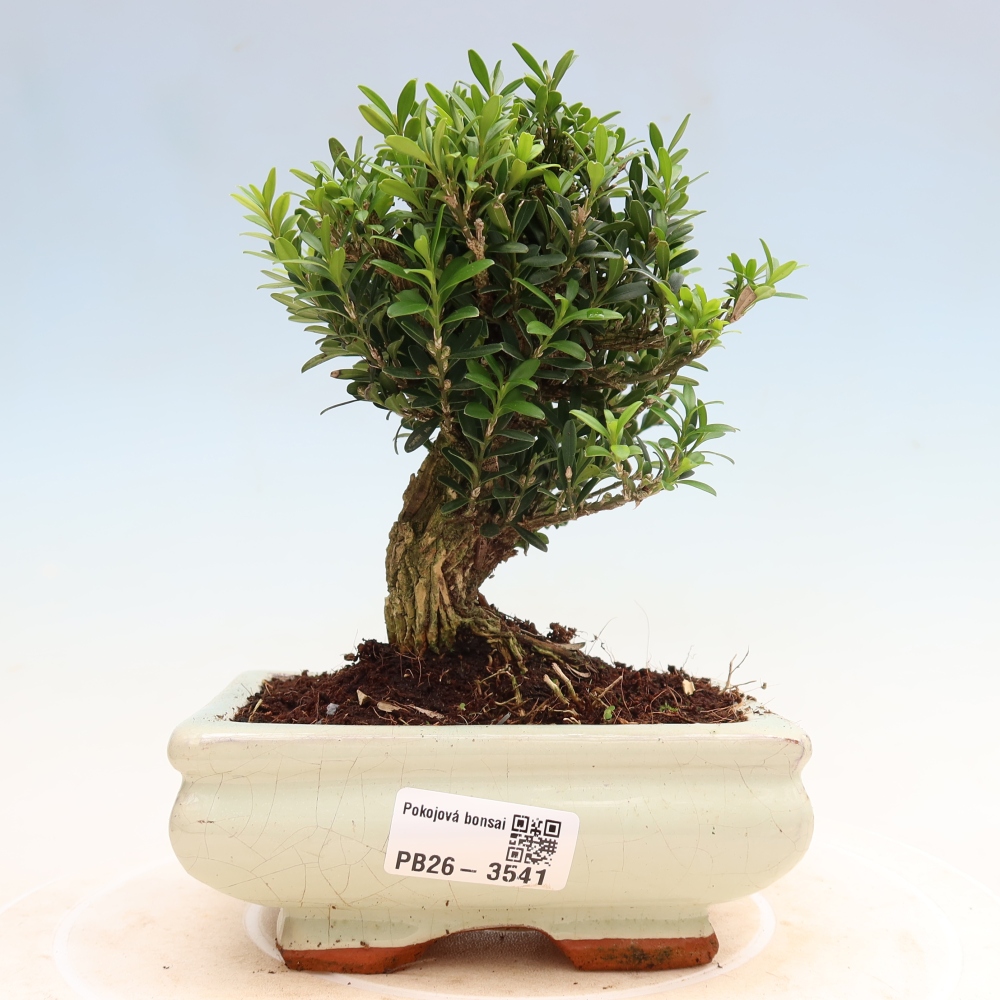 Izbové bonsaje - Buxus harlandii - korkový buxus