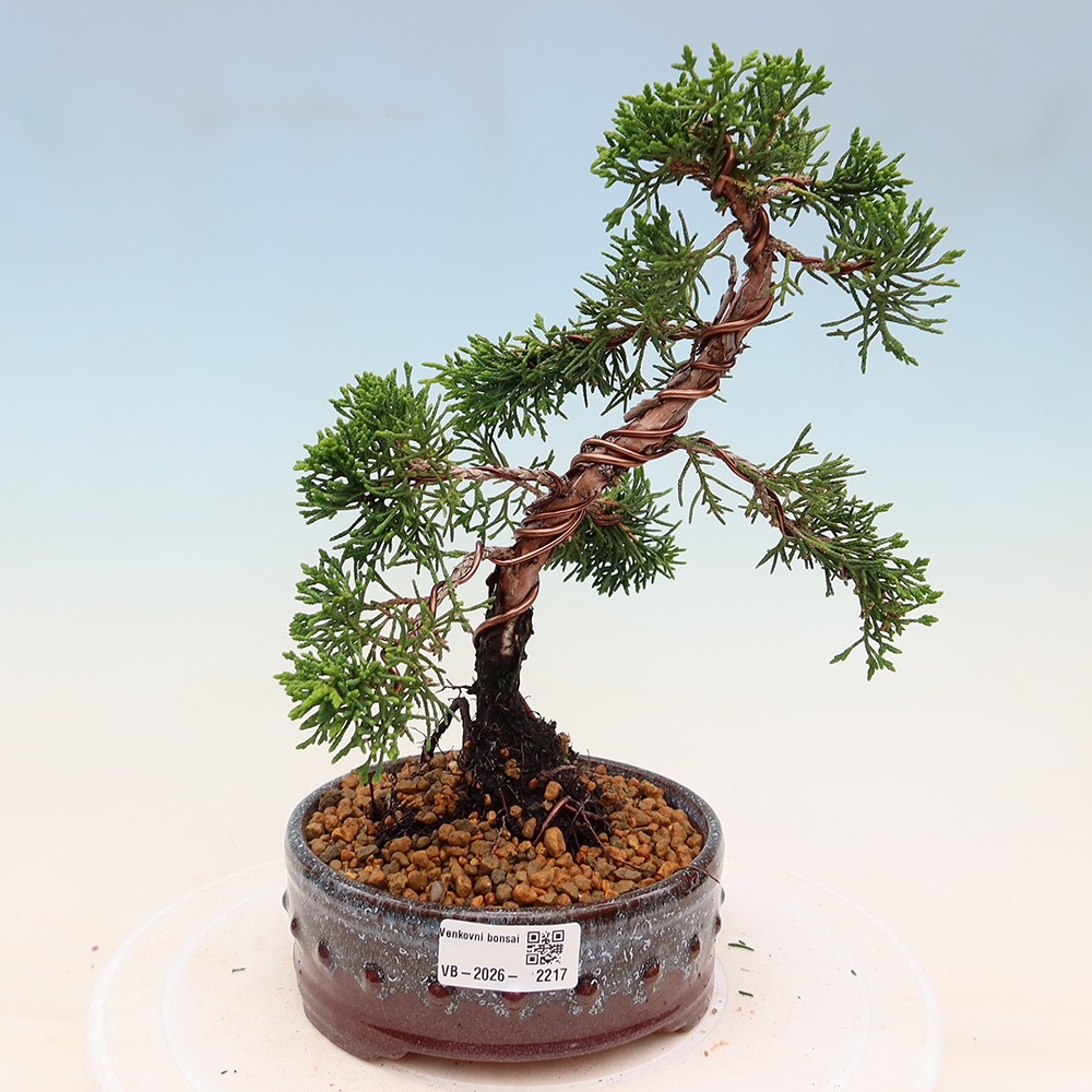 Vonkajší bonsaj - Juniperus chinensis Kishu