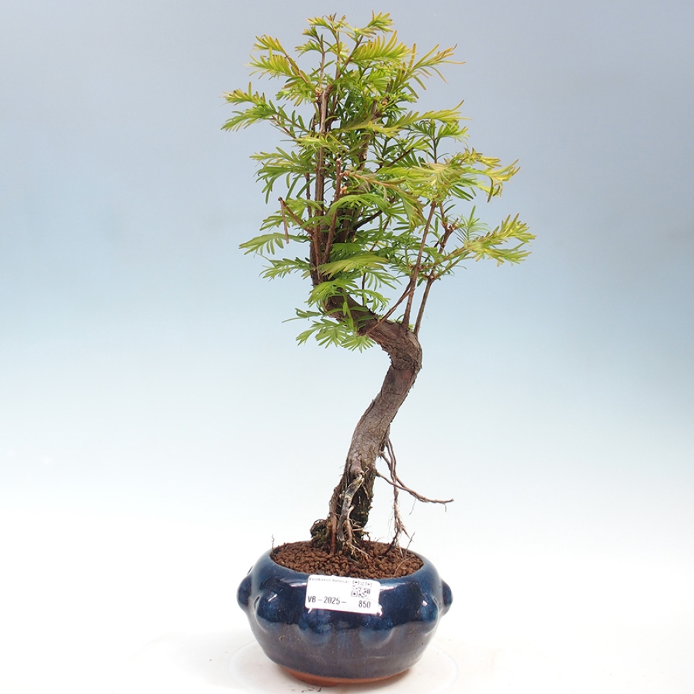 Vonkajšie bonsai - Metasequoia glyptostroboides - Metasekvoja Čínska