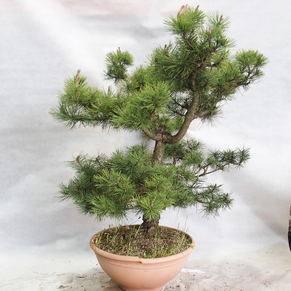 Vonkajší bonsai - Pinus Nigra - Borovica čierna