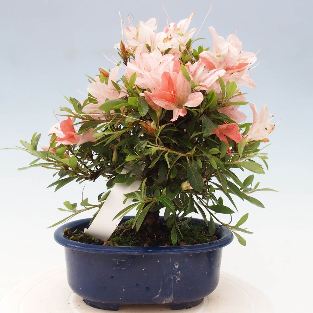 Vonkajší bonsai - Japonská azalka -  Azalea Nikko