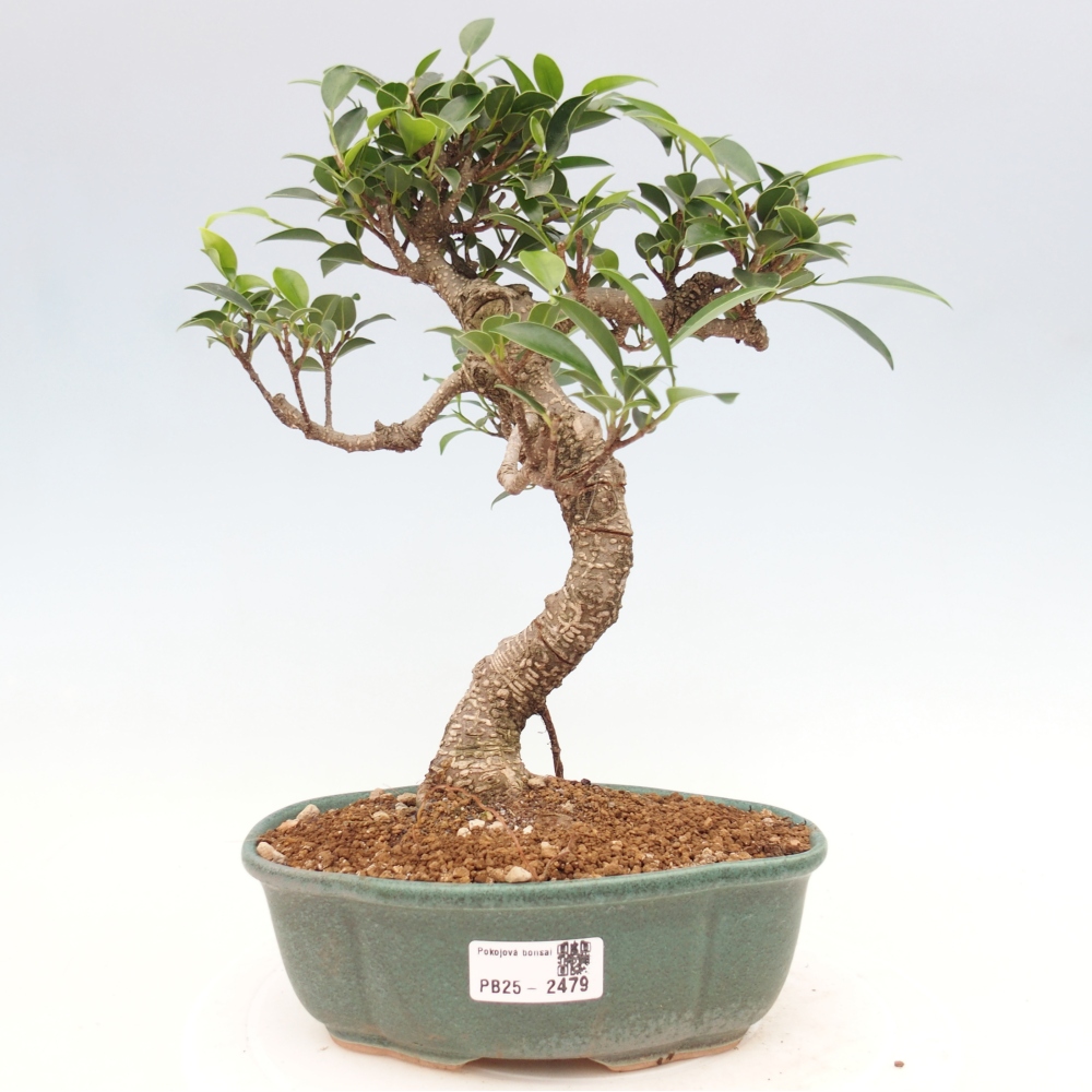 Izbová bonsai - Ficus retusa - malolistá fikus