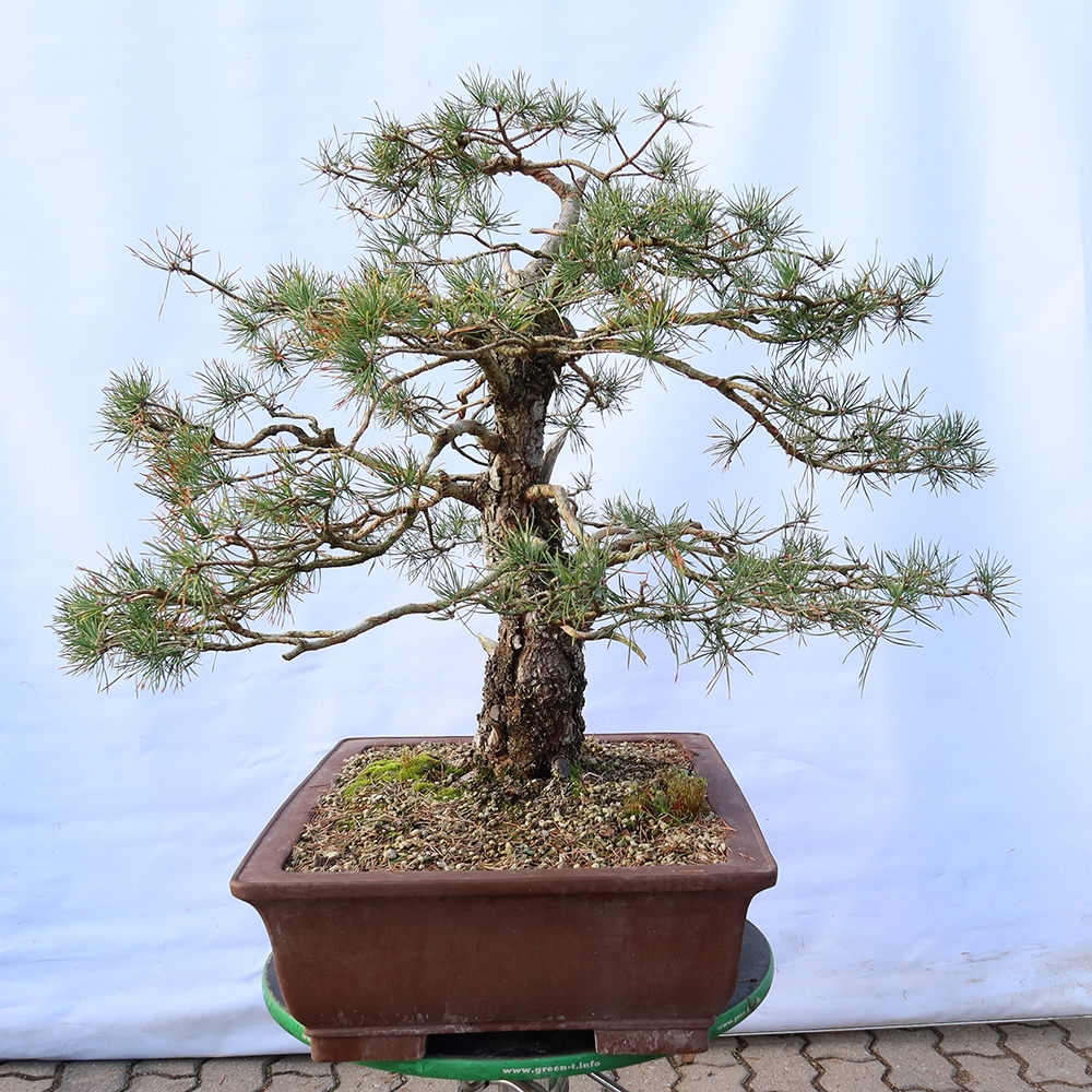 Pinus sylvestris Španielsko – borovica lesná