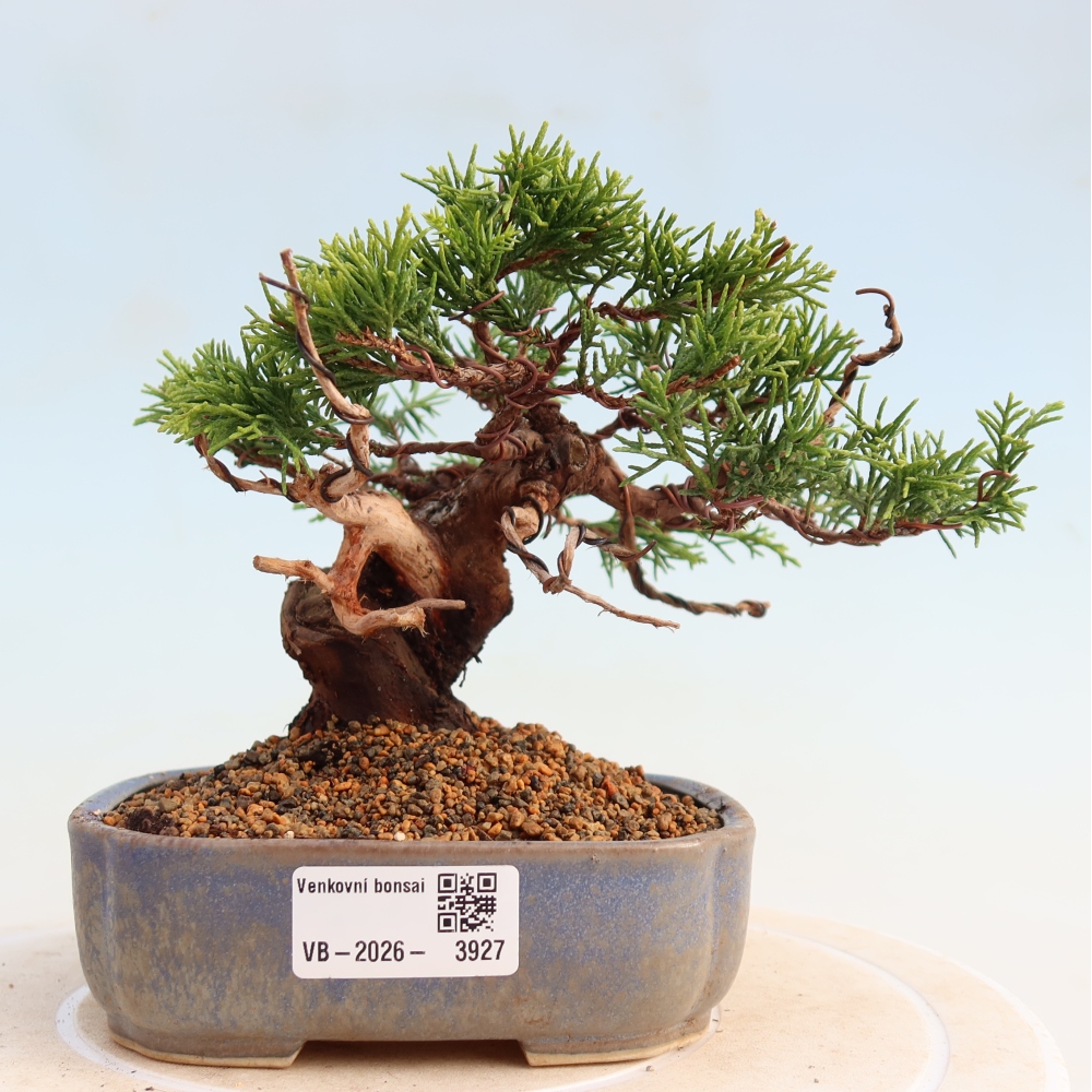 Vonkajší bonsai - Juniperus chinensis Itoigawa -Jalovec čínsky