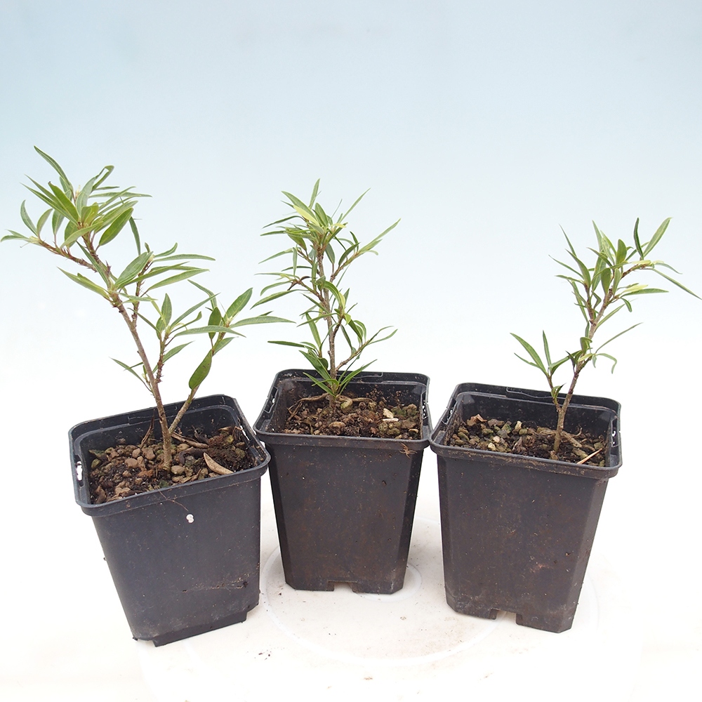 Izbový bonsaj - Ficus nerifolia - drobnolistý fikus v nádobe