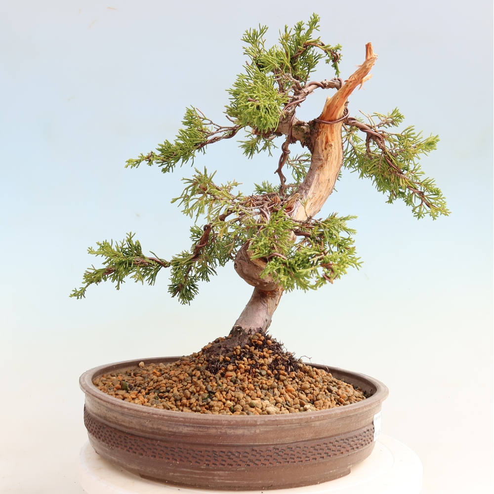 Vonkajší bonsai – Juniperus chinensis Itoigawa – čínsky jalovec
