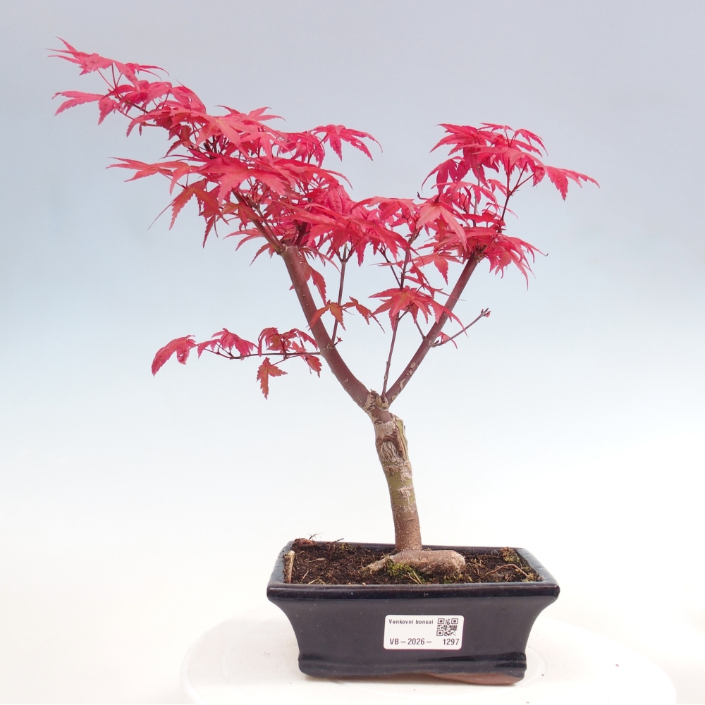 Vonkajší bonsaj - Acer palmatum DESHOJO