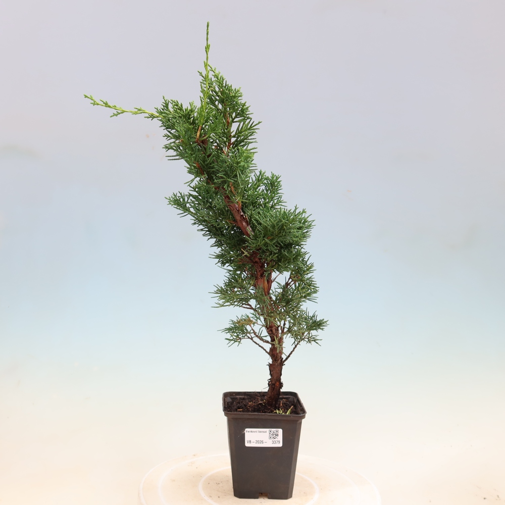 Vonkajší bonsaj - Juniperus chinensis Kishu