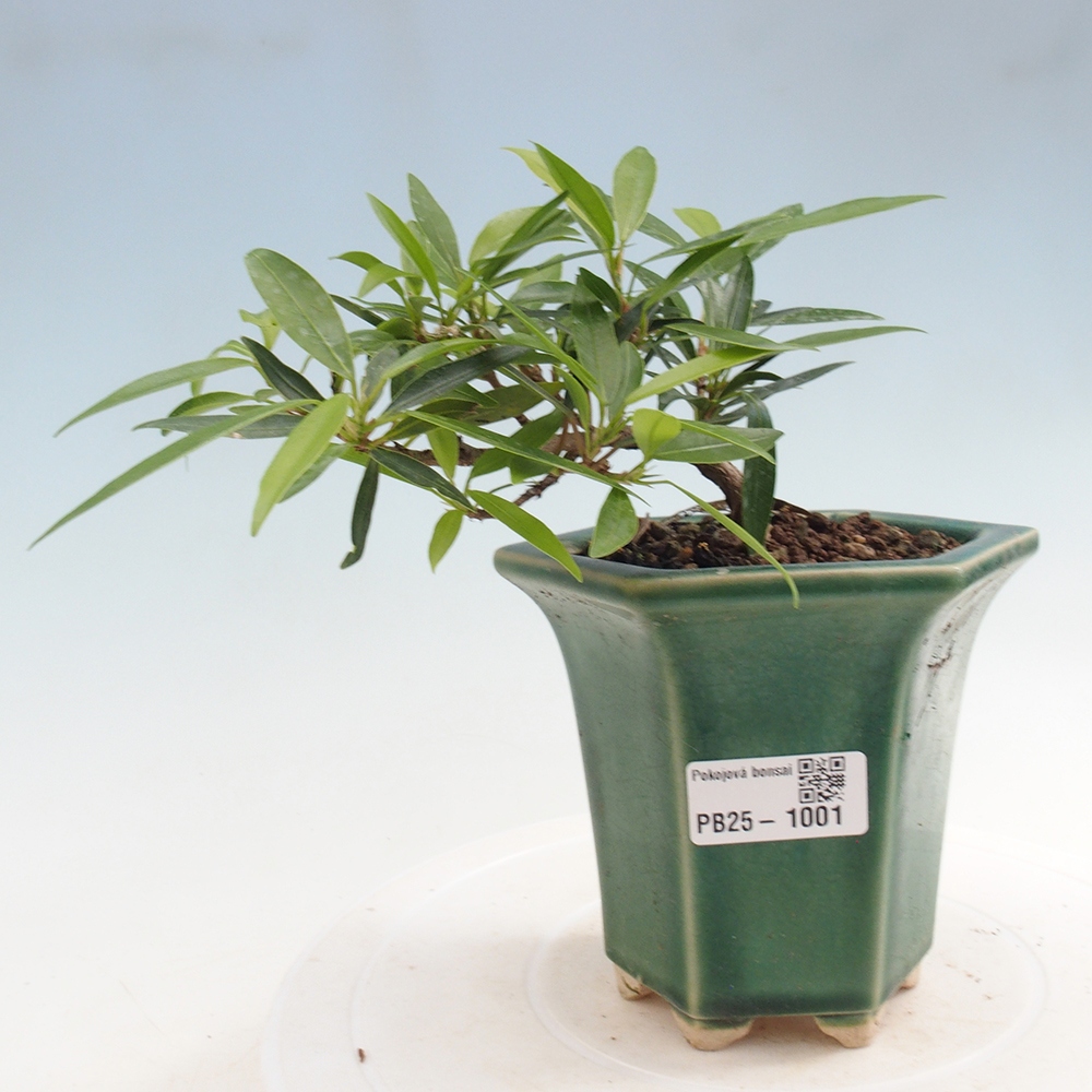 Izbová bonsai - Ficus nerifolia - malolistý fikus