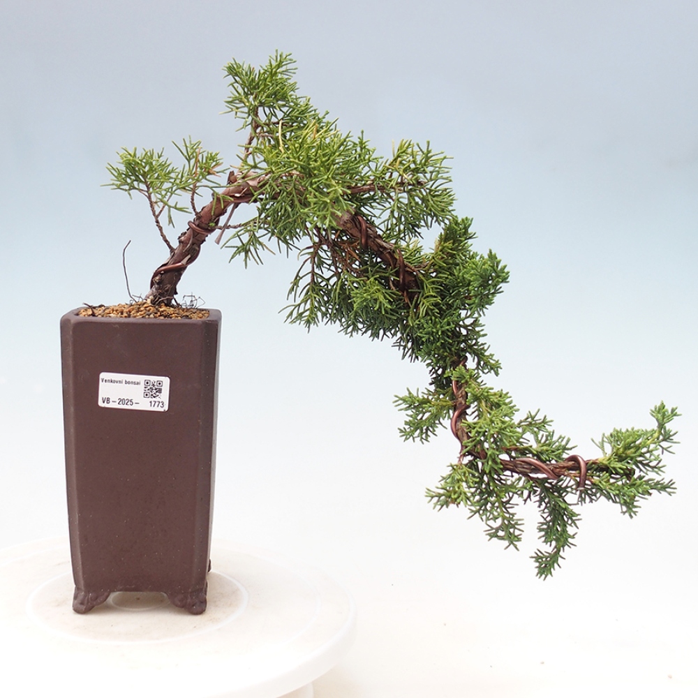 Vonkajší bonsai - Juniperus chinensis Kishu -Jalovec čínsky