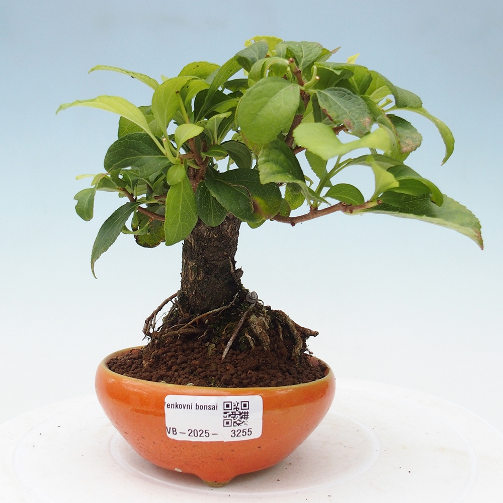 Vonkajšie bonsai - Celastrus Jesenec