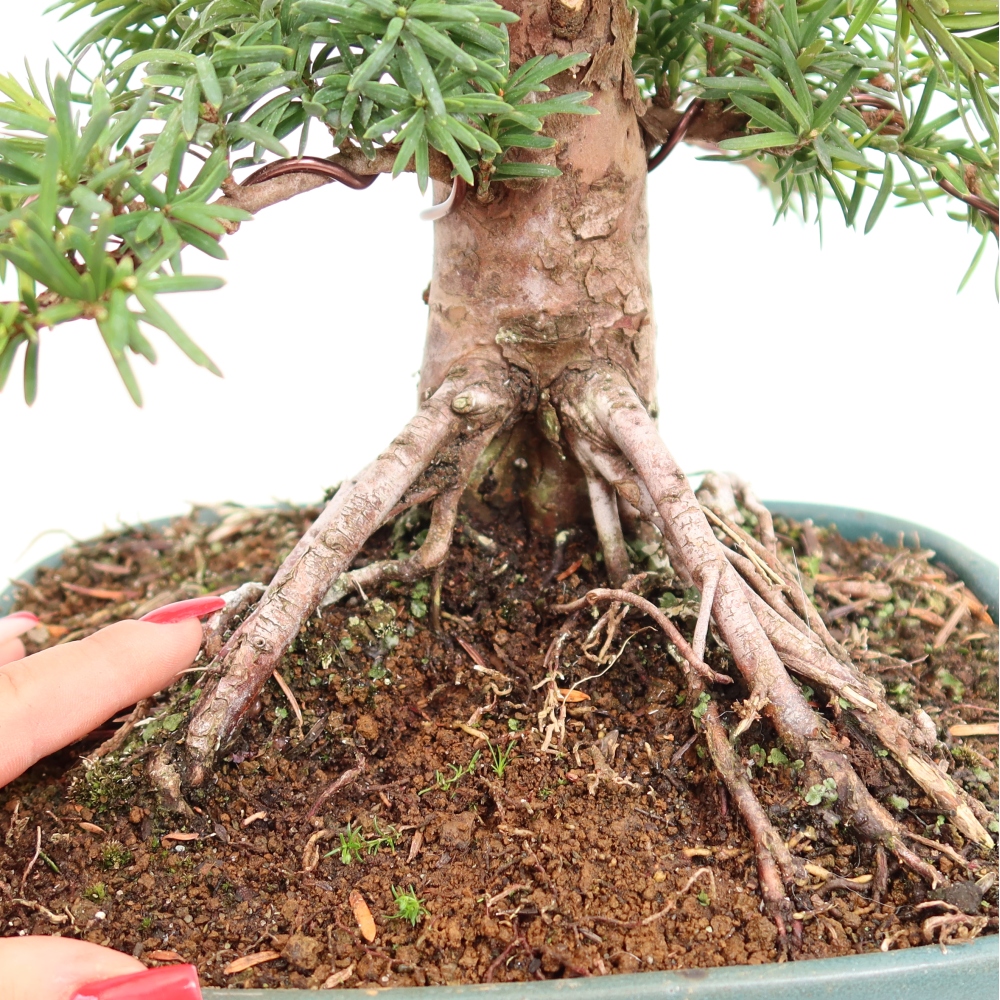 Vonkajší bonsai – Taxus cuspidata – japonský tis